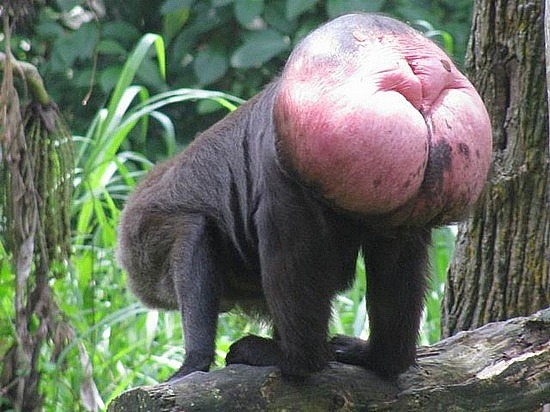 gay cul poilu défonce gay gay cul poilu défonce gay