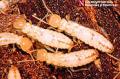 Les termites, stars modiales des biocarburants