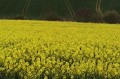 Les biocarburants vont-ils affamer les pauvres ?