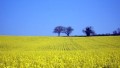Biocarburants : la fili�re Diester se d�fend d�affamer la plan�te