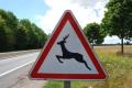 42 000 collisions avec les animaux en 2008 !