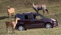 Essai Fiat Doblo 2.0 MJet : « Berlinisé » !