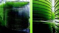 La Réunion se lance dans les biocarburants à base d'algues