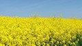 Biocarburants, l'Europe prend du retard sur la seconde génération