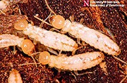 Les termites, stars modiales des biocarburants