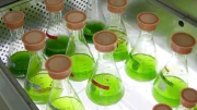 TotalEnergies avec Véolia pour développer des biocarburants à partir de microalgues