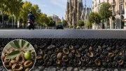 Des routes construites avec des millions de noyaux d'olives ?