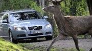 Volvo : une caméra infrarouge pour éviter les collisions avec les grands animaux