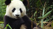Les bactéries de panda pour des biocarburants moins chers et plus propres