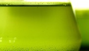 Du carburant à base d'algue produit en France