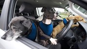 Volkswagen enseigne la conduite à des chiens