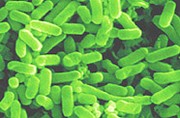 Du biogazole fabriqué par des bactéries