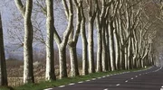 Sécurité routière : faut-il abattre les arbres le long des routes ?
