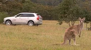 Volvo développe un détecteur de kangourous